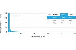 Analysis of Protein Array containing more than 19,000 full-length human proteins using Estrogen Receptor alpha Mouse Monoclonal Antibody (ESR1/3557) Z- and S- Score: The Z-score represents the strength of a signal that a monoclonal antibody (MAb) (in combination with a fluorescently-tagged anti-IgG secondary antibody) produces when binding to a particular protein on the HuProtTM array. (Estrogen Receptor alpha antibody  (AA 129-312))