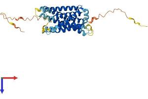 Mrgprf Protein (AA 1-343) (His tag)