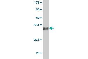 USP33 antibody  (AA 327-426)