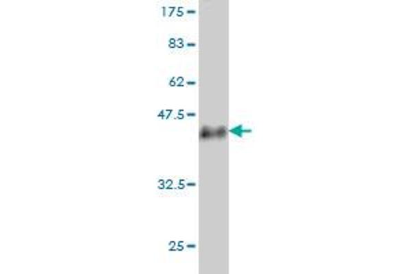 USP33 antibody  (AA 327-426)