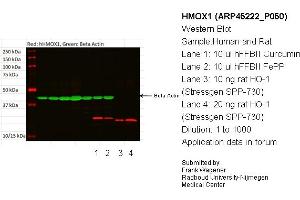 Western Blotting (WB) image for anti-Heme Oxygenase (Decycling) 1 (HMOX1) (N-Term) antibody (ABIN502603) (HMOX1 antibody  (N-Term))