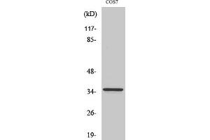Western Blotting (WB) image for anti-Proliferating Cell Nuclear Antigen (PCNA) antibody (ABIN5957360) (PCNA antibody)