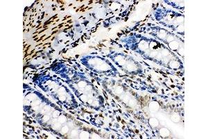 IHC-P: Lamin B2 antibody testing of rat intestine tissue (Lamin B2 antibody  (AA 580-597))