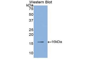 Western Blotting (WB) image for anti-Hypoxia Inducible Factor 1, alpha Subunit (Basic Helix-Loop-Helix Transcription Factor) (HIF1A) (AA 35-155) antibody (ABIN7438235)