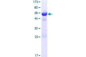 LIX1 Protein (AA 1-282) (GST tag)