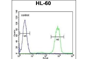ANKRD40 Antibody (C-term) (ABIN655309 and ABIN2844891) flow cytometric analysis of HL-60 cells (right histogram) compared to a negative control cell (left histogram). (ANKRD40 antibody  (C-Term))