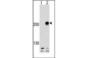 Image no. 1 for anti-Mechanistic Target of Rapamycin (serine/threonine Kinase) (mTOR) (Ser2481) antibody (ABIN358774) (MTOR antibody  (Ser2481))