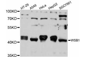 Western blot analysis of extracts of various cell lines, using WSB1 antibody (ABIN5999196) at 1/1000 dilution. (WSB1 antibody)