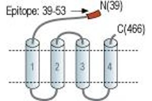 gamma-aminobutyric Acid (GABA) A Receptor, gamma 2 (GABRG2) peptide