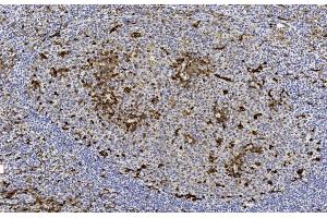 Immunohistochemical analysis of paraffin-embedded Human tonsil section using Pink1 (ABIN1881393 and ABIN2842718). (GSTP1 antibody  (AA 97-126))