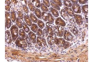 IHC-P Image TRAP1 antibody detects TRAP1 protein at mitochondrion on mouse intestine by immunohistochemical analysis. (TRAP1 antibody)