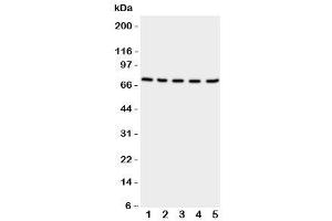 Western Blotting (WB) image for anti-Neuregulin 1 (NRG1) (C-Term) antibody (ABIN3031973)