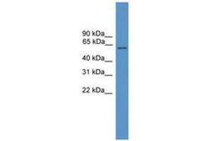 Image no. 1 for anti-Melanophilin (MLPH) (AA 511-560) antibody (ABIN6746597) (Melanophilin antibody  (AA 511-560))