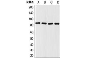 Western blot analysis of Mitofilin expression in HepG2 (A), HeLa (B), SP2/0 (C), PC12 (D) whole cell lysates.