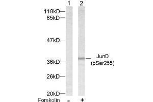 Image no. 2 for anti-Jun D Proto-Oncogene (JUND) (pSer255) antibody (ABIN196661)