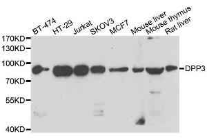 Western blot analysis of extracts of various cell lines, using DPP3 antibody. (DPP3 antibody  (AA 1-280))