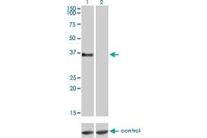 Western blot analysis of GPR3 over-expressed 293 cell line, cotransfected with GPR3 Validated Chimera RNAi (Lane 2) or non-transfected control (Lane 1). (GPR3 antibody  (AA 1-330))