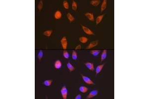 Immunofluorescence analysis of HeLa cells using LGR6 Rabbit mAb (ABIN7268235) at dilution of 1:100 (40x lens). (LGR6 antibody)