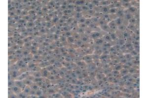 IHC-P analysis of Mouse Liver Tissue, with DAB staining. (IGFBP7 antibody  (AA 88-281))