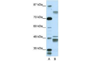ZNF607 antibody used at 0. (ZNF607 antibody  (Middle Region))