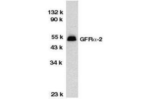 Western Blotting (WB) image for anti-GDNF Family Receptor alpha 2 (GFRA2) (C-Term) antibody (ABIN2473789) (GFRA2 antibody  (C-Term))
