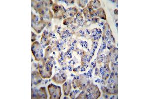 MDK Antibody immunohistochemistry analysis in formalin fixed and paraffin embedded human pancreas tissue followed by peroxidase conjugation of the secondary antibody and DAB staining. (Midkine antibody  (C-Term))