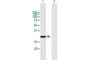 Western Blot analysis of IRAK1BP1 expression in transfected 293T cell line by IRAK1BP1 MaxPab polyclonal antibody.
