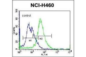 Flow cytometric analysis of NCI-H460 cells using PLCL2 Antibody (C-term) Cat. (PLCL2 antibody  (C-Term))