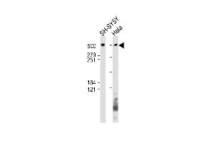 BIRC6 抗体  (AA 4810-4844)