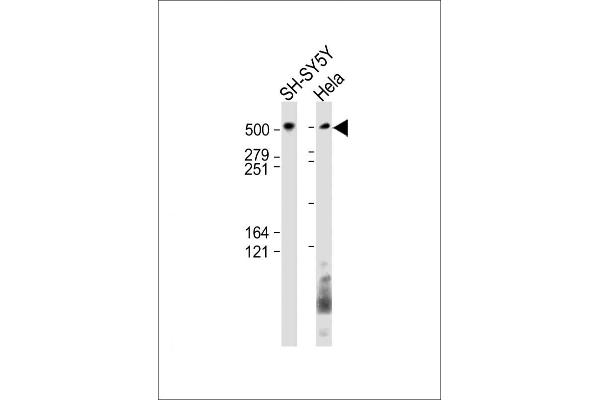 BIRC6 抗体  (AA 4810-4844)