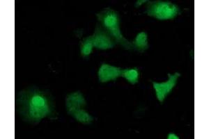 Anti-SOCS3 mouse monoclonal antibody (ABIN2454642) immunofluorescent staining of COS7 cells transiently transfected by pCMV6-ENTRY SOCS3 (RC209305). (SOCS3 antibody)