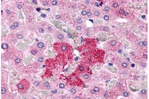 Anti-GPR153 antibody  ABIN1048742 IHC staining of human liver, hepatocytes.