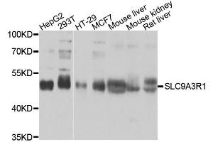 Western blot analysis of extracts of various cell lines, using SLC9A3R1 antibody. (SLC9A3R1 antibody)