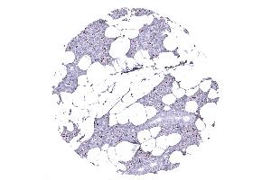 Parotid gland (ANO1 antibody  (AA 2-101))