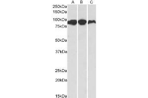 ACO2 抗体  (AA 541-555)