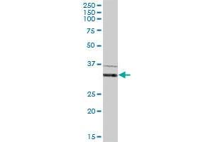 IFI35 MaxPab polyclonal antibody. (IFI35 antibody  (AA 1-288))