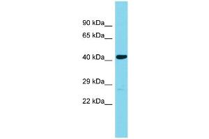 Host: Rabbit Target Name: C4orf29 Sample Type: Fetal Heart lysates Antibody Dilution: 1. (C4ORF29 antibody  (N-Term))