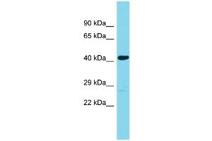 anti-Abhydrolase Domain Containing 18 (ABHD18) (N-Term) antibody
