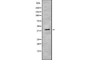 Western blot analysis of PYGO2 using HuvEc whole cell lysates (PYGO2 antibody  (N-Term))