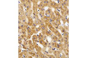 Immunohistochemistry (IHC) image for anti-Membrane Protein, Palmitoylated 7 (MAGUK p55 Subfamily Member 7) (MPP7) (AA 2-36), (N-Term) antibody (ABIN5538750)