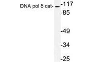 Western blot (WB) analysis of DNA pol delta cat antibody in extracts from K562 cells. (POLD1 antibody)