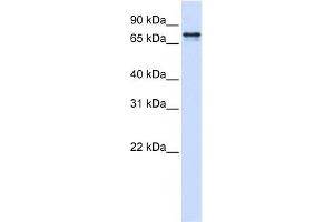 SRP68 antibody used at 1 ug/ml to detect target protein.