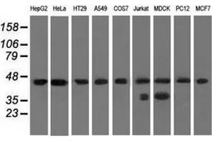 Western blot analysis of extracts (35 µg) from 9 different cell lines by using anti-C9orf41 monoclonal antibody. (C9orf41 antibody)