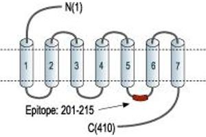 Adenosine A2a Receptor (ADORA2A) peptide
