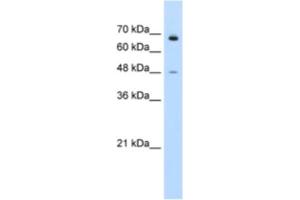 Western Blotting (WB) image for anti-Kelch-Like 25 (KLHL25) antibody (ABIN2461002) (KLHL25 antibody)