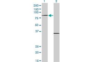 Western Blotting (WB) image for anti-PR Domain Containing 1, with ZNF Domain (PRDM1) (AA 1-109) antibody (ABIN560062)