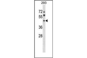 Western blot analysis of ERI1 / THEX1 (N-term) Antibody (N-term) in 293 cell line lysates (35ug/lane). (ERI1 antibody  (N-Term))