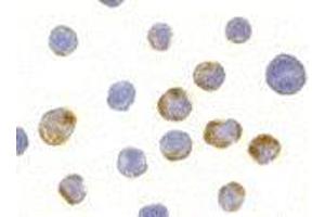 Immunocytochemistry of AES in HeLa cells with AES antibody at 10 μg/ml. (AES antibody  (C-Term, N-Term))