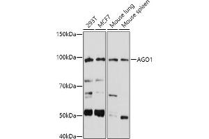 Western blot analysis of extracts of various cell lines, using (ABIN6129376, ABIN6136636, ABIN6136637 and ABIN6221667) at 1:1000 dilution. (AGO1 antibody  (AA 1-180))