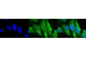 Immunocytochemistry (ICC) image for anti-Heme Oxygenase (Decycling) 1 (HMOX1) (AA 1-30) antibody (ABIN361697)